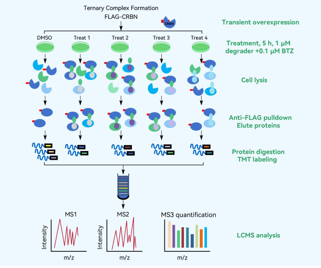 AP-MS (Affinity Purification-Mass Spectrometry) Analysis for PROTACs Research