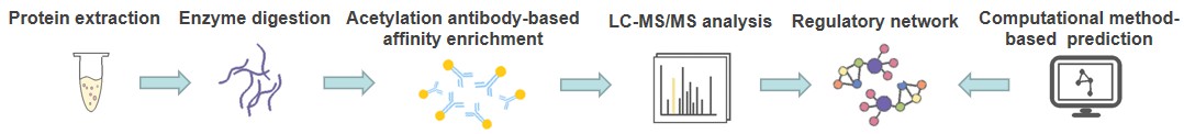 Workflow of protein acetylation identification