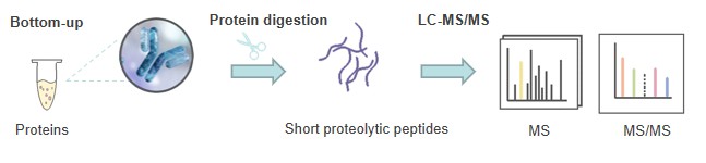 Bottom-Up MS-Based Post-Translational Modification Analysis Service