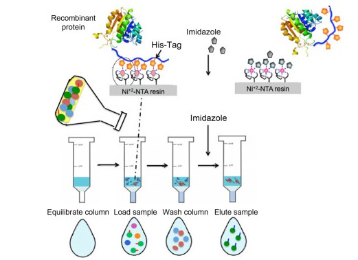 Fig. 1 Schematic process for recombinant protein purification using IMAC affinity columns. IMAC, Immobilized metal affinity chromatography.