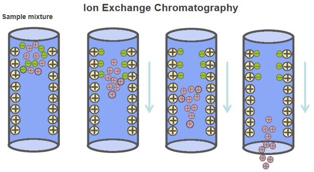 Ion Exchange Chromatography-Creative Proteomics