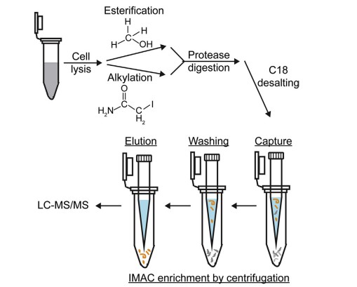 Fig. 1 Overview of phosphopeptide enrichment using immobilized metal affinity chromatography (IMAC).