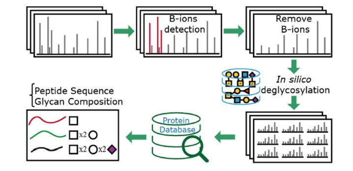 Fig. 1 Searching strategy of O-search for the interpretation of intact O-glycopeptide HCD spectra.