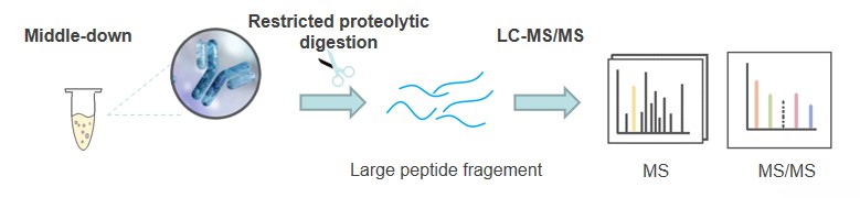 Middle-Down MS-Based Post-Translational Modification Analysis Service