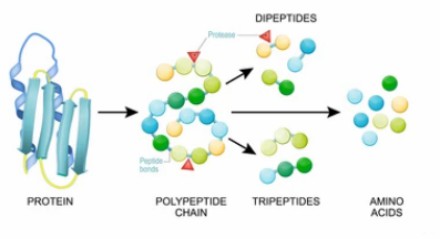 Digestion of proteins.