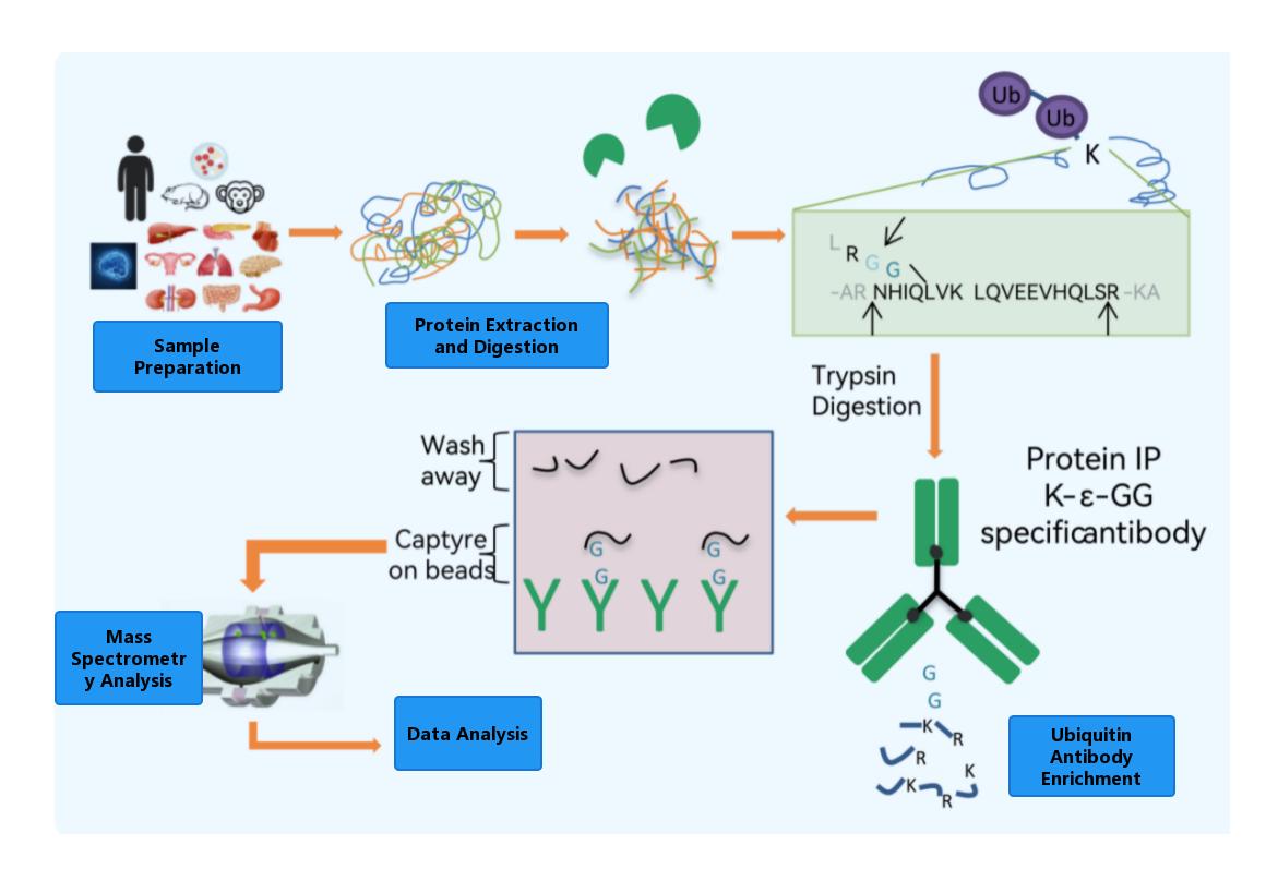 Ubiquitination Proteomics Service Workflow