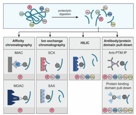 Fig. 1 Summary of the most common affinity enrichment strategies for PTMs analysis.