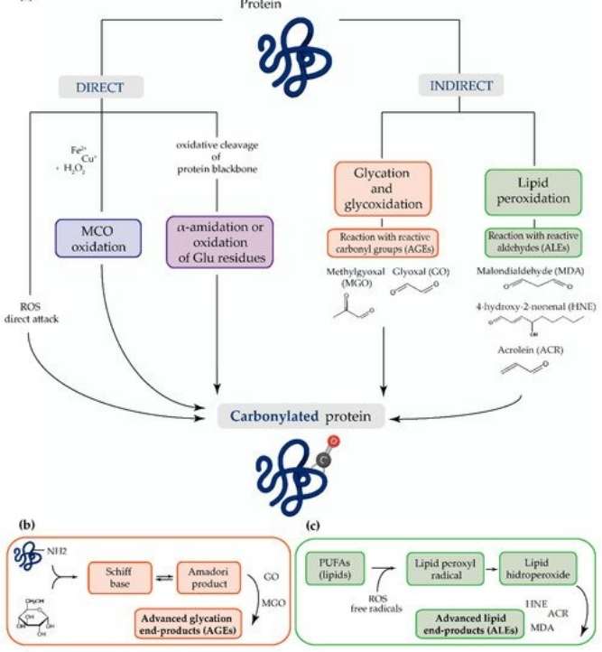 Fig. 1 The most common mechanisms of protein carbonylation.