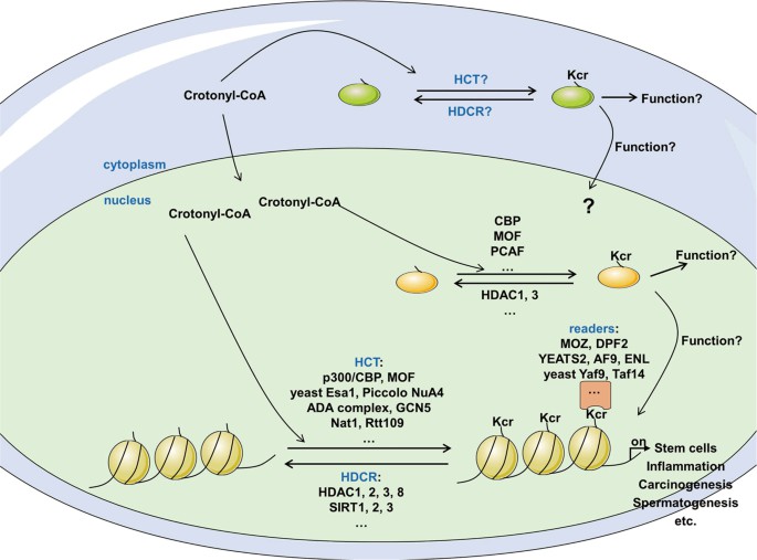 Fig. 1 The modulation of protein crotonylation.