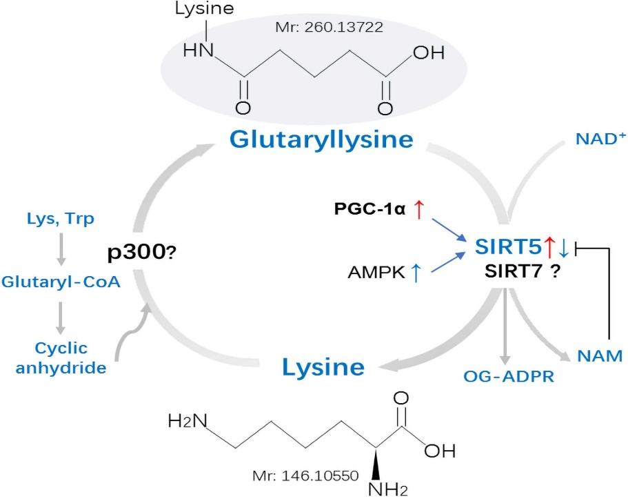 Fig. 1 Mechanisms and regulation of non-histones lysine glutarylation.