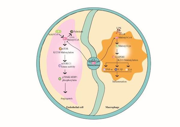 Fig. 1 Production of malonyl-CoA and its regulation in malonylation.