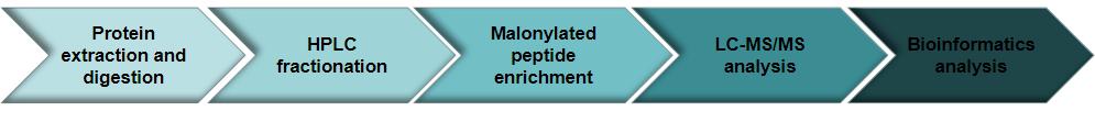 Workflow of protein malonylation analysis