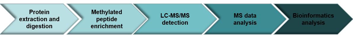 Workflow of methylation analysis service- Creative Proteomics