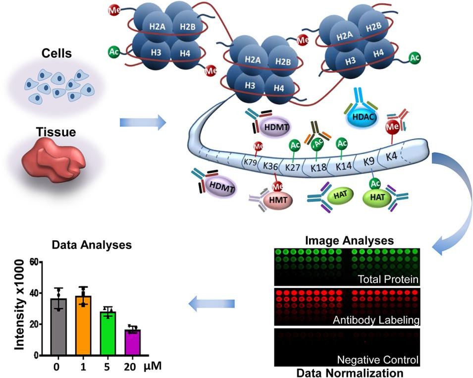 Fig. 1 High-throughput profiling of histone post-translational modifications and chromatin modifying proteins by reverse phase protein array.