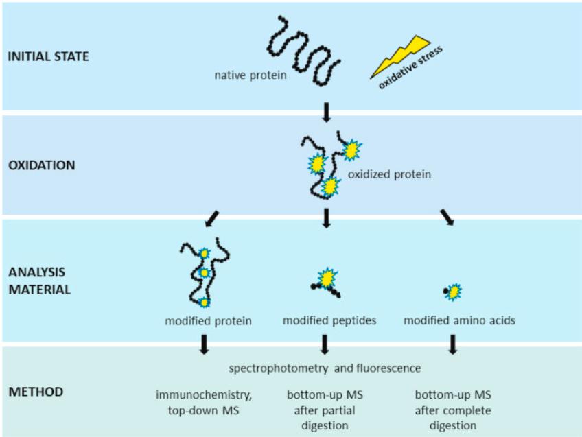 Fig. 1 Analysis of oxidative protein modifications.