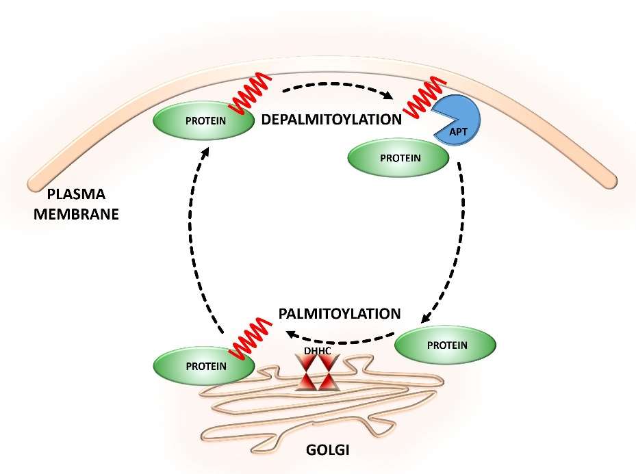 Fig. 1 Dynamic S-palmitoylation of proteins.