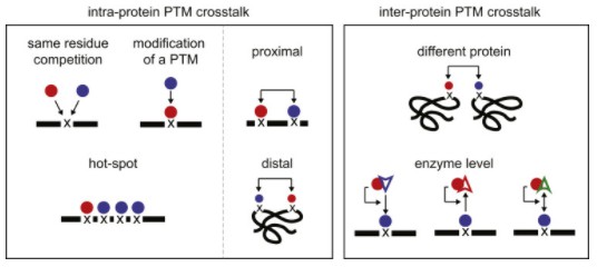 Fig. 1 Different modes of PTM crosstalk are separated based on intra- or inter-protein crosstalk.