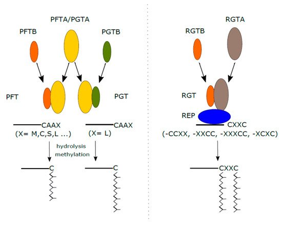 Fig. 1 Protein prenylation in plants.