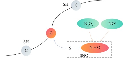 A schematic diagram of protein S-nitrosylation sites. (Zhao, Qian, et al., 2021)