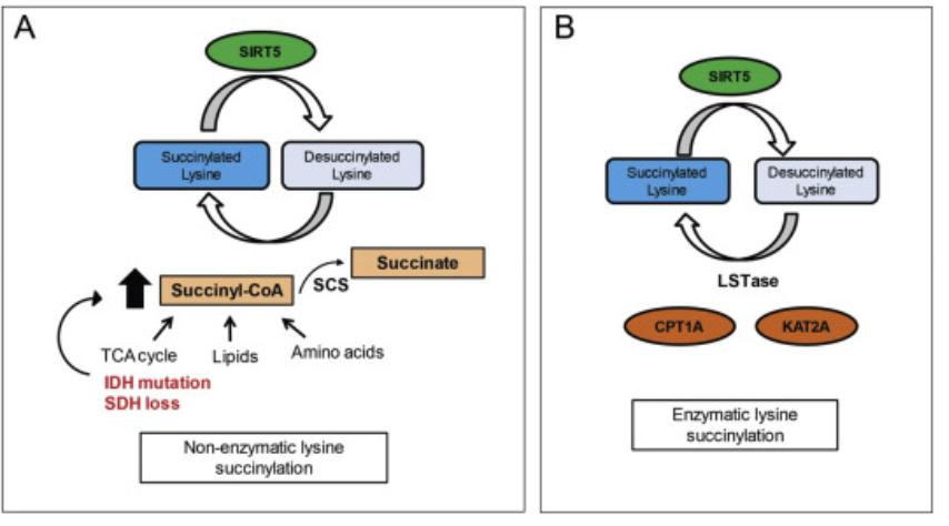 Fig. 1 Metabolic regulation of Ksucc by succinyl-CoA (A). Enzymatic regulation of Ksucc (B).