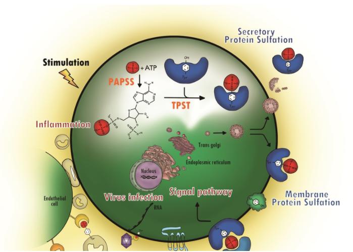 Fig. 1 Protein tyrosine sulfation (PTS) and its biological path.