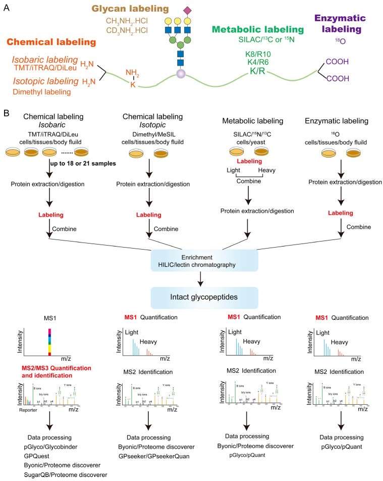 Fig. 1 Labeling-based strategies for quantitative glycoproteomics.