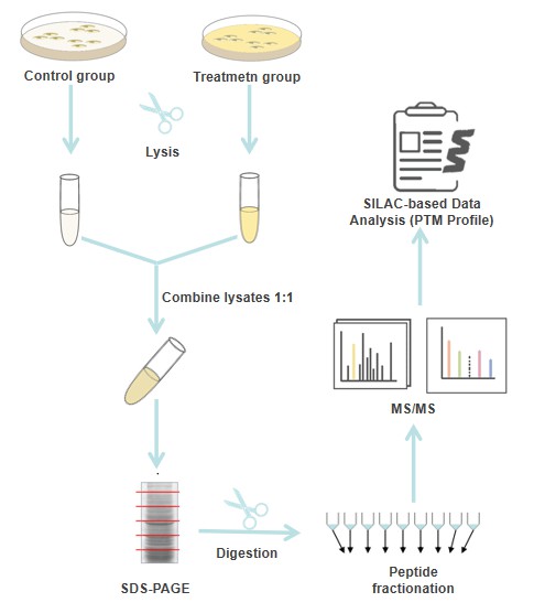 SILAC experiment workflow-Creative Proteomics