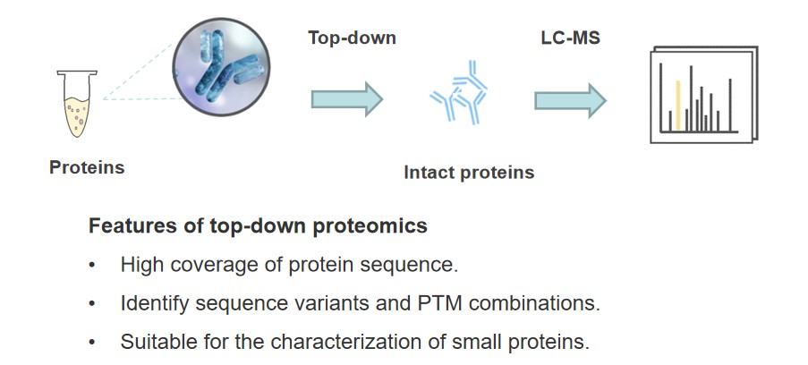 Top-Down MS-Based Post-Translational Modification Analysis Service