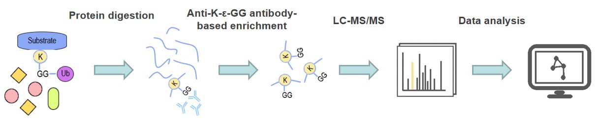 Ubiquitinated Peptide Enrichment Service