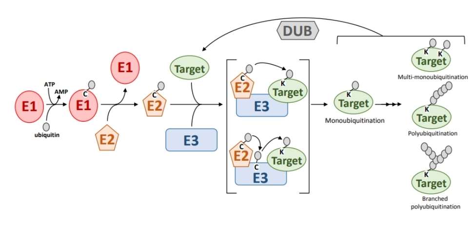 Fig. 1 Ubiquitination pathway showing the function of the ubiquitin enzymes, E1, E2 and E3.