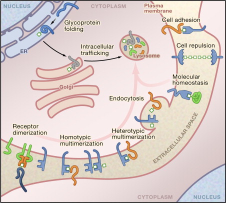 Glycosylation in Cellular Mechanisms of Health and Disease