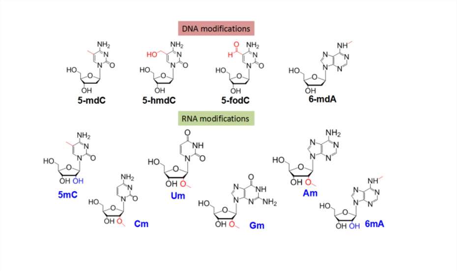 DNA/RNA Modification