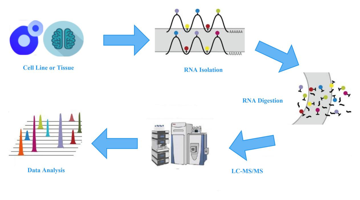 Figure 2: Experimental workflow for LC-MS measurement of mRNA modifications.