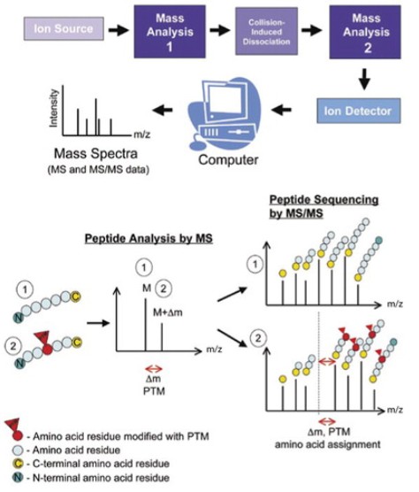 Fig. 1 Tandem mass spectrometry (MS/MS) for mapping posttranslational modifications (PTMs).