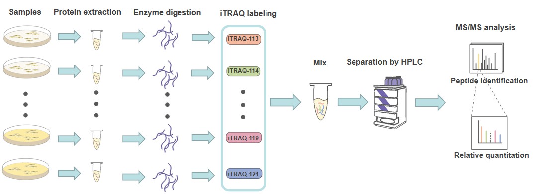  iTRAQ-Based quantitative method-Creative Proteomics