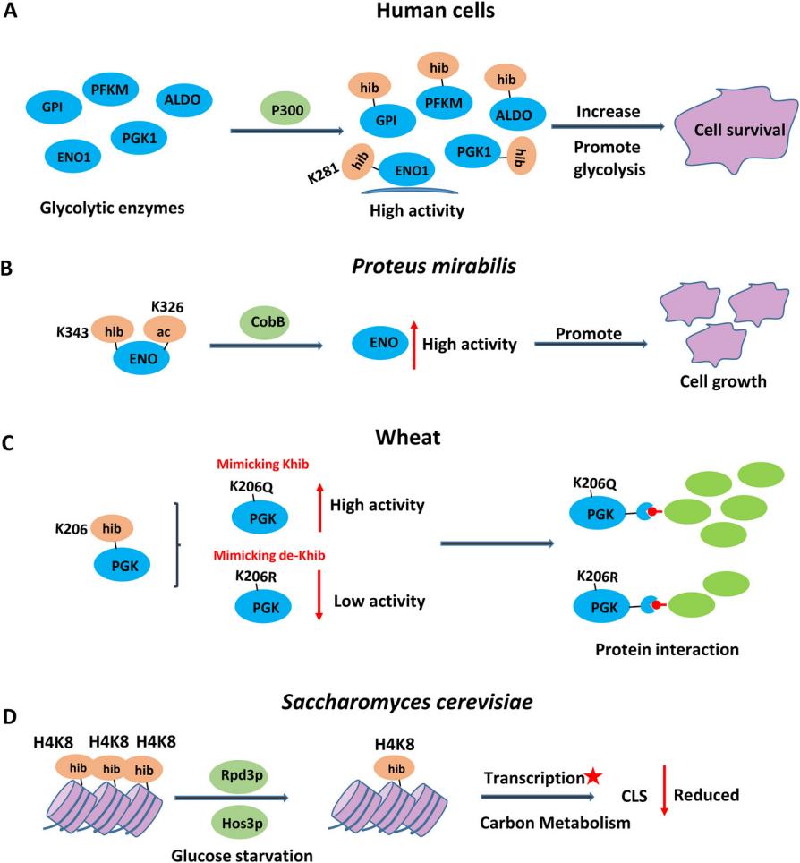 Functions of lysine 2‐hydroxyisobutyrylation