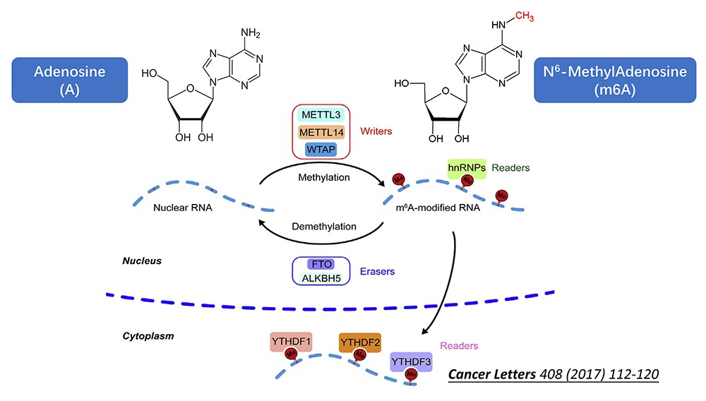 Quantitative detection of m6A by mass spectrometry