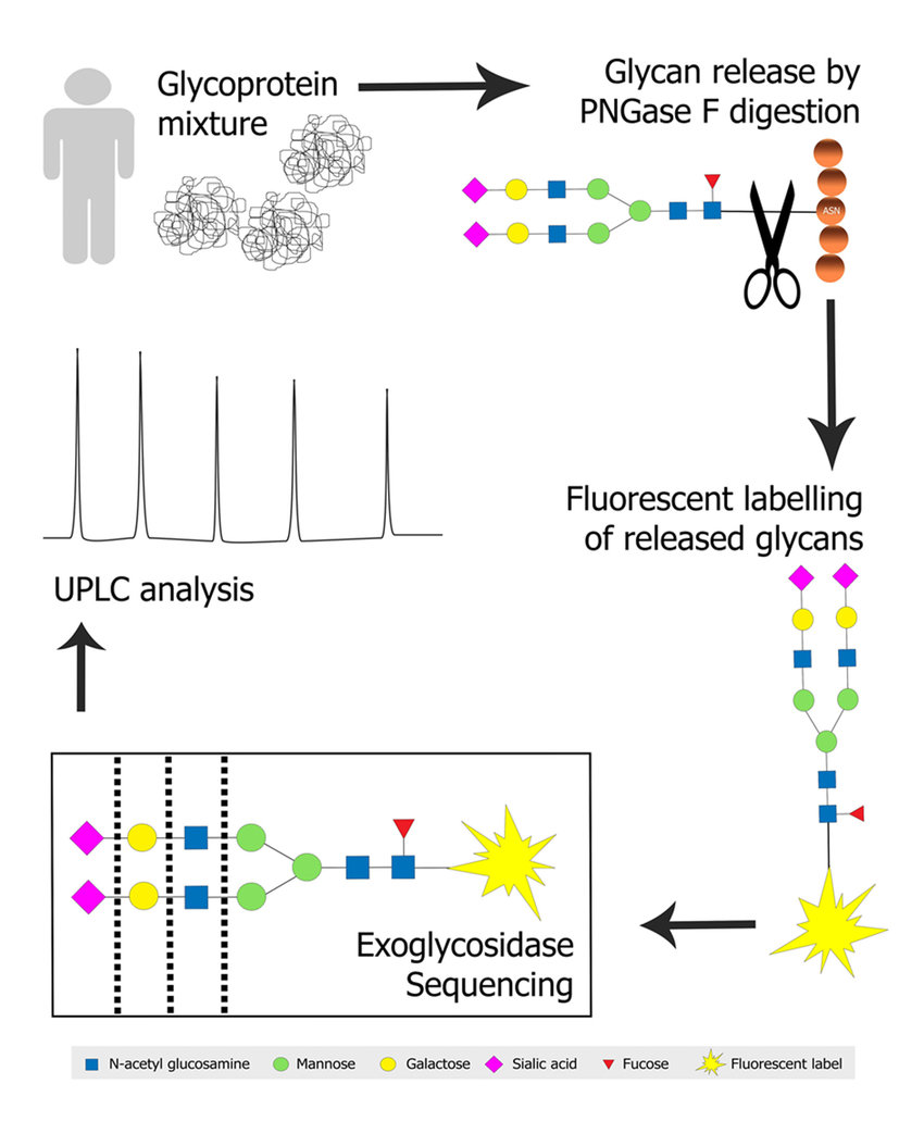 N-glycan profiling of a glycoprotein mixture.