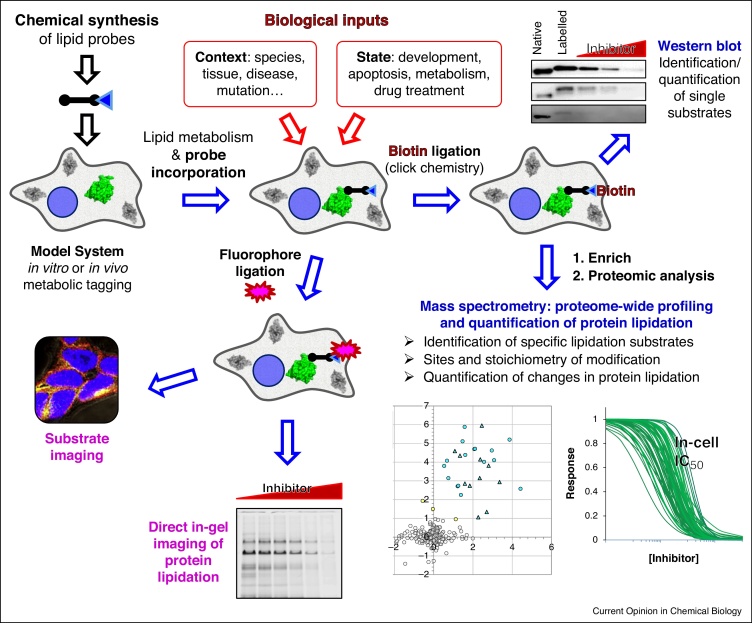 A common workflow can be used to address each of the common classes of lipidationProtein