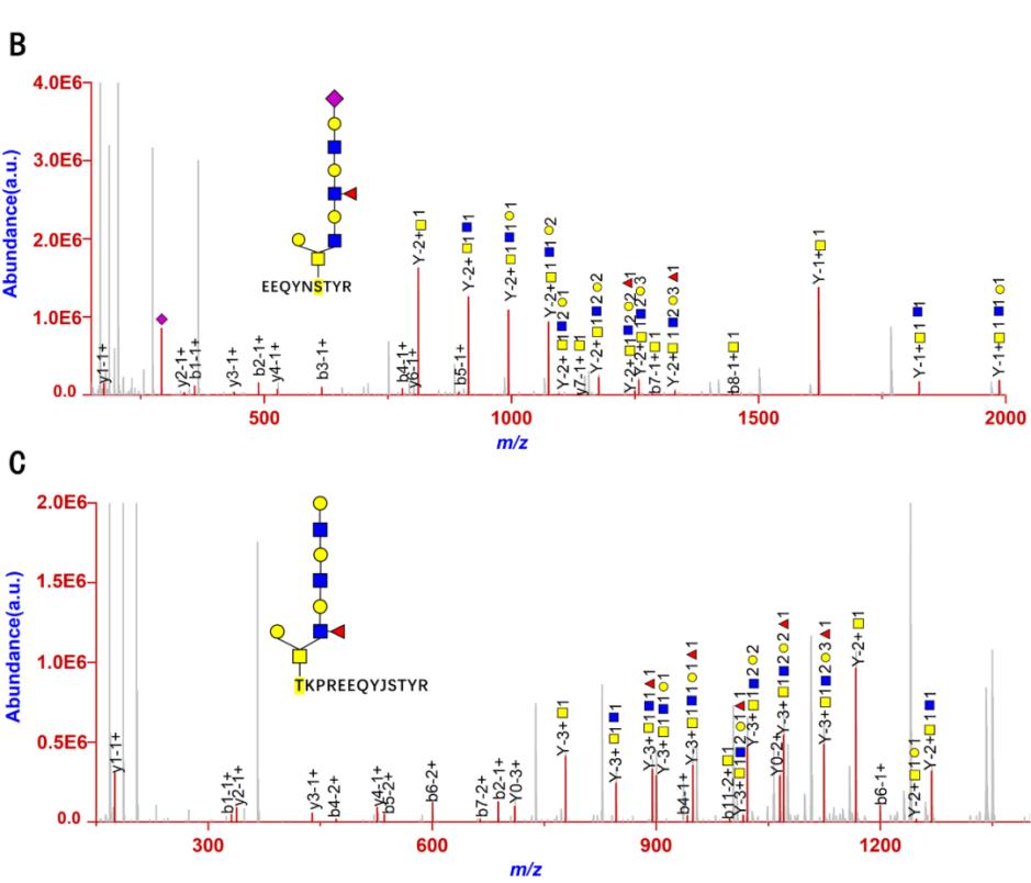 Figure 1. High-energy collision-induced dissociation (HCD) of intact O-glycopeptides IgG1_EEQYNSTYR_N4H4FS1 (B) and IgG1_TKPREEQYNSTYR_N4H4F1S0 (C) in an Orbitrap mass spectrometer