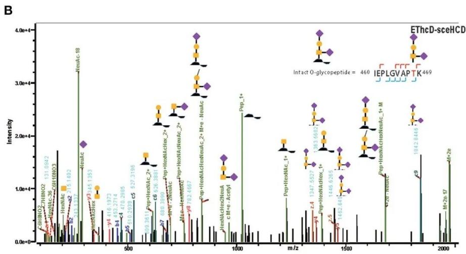 Figure 2. EThcd-sceHCD dissociation spectra of intact O-glycopeptides with one (T468, B) and two (T382, T384) potential O-glycosylation sites