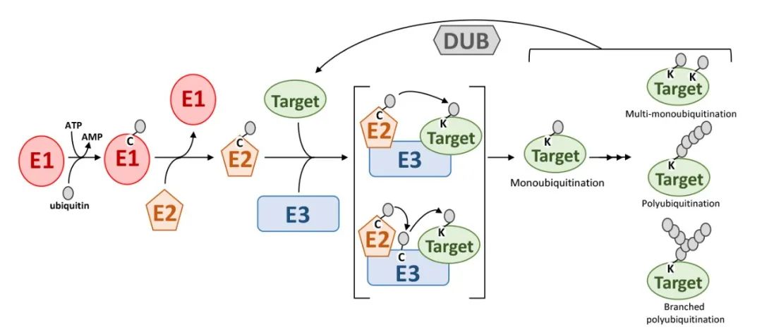 Ubiquitination Process