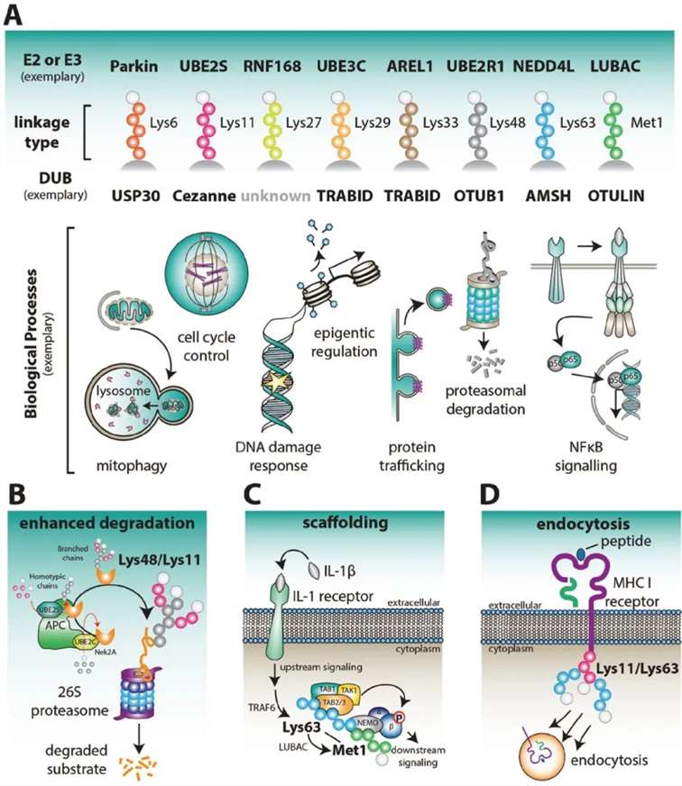 Physiological Functions of Ubiquitin Chains