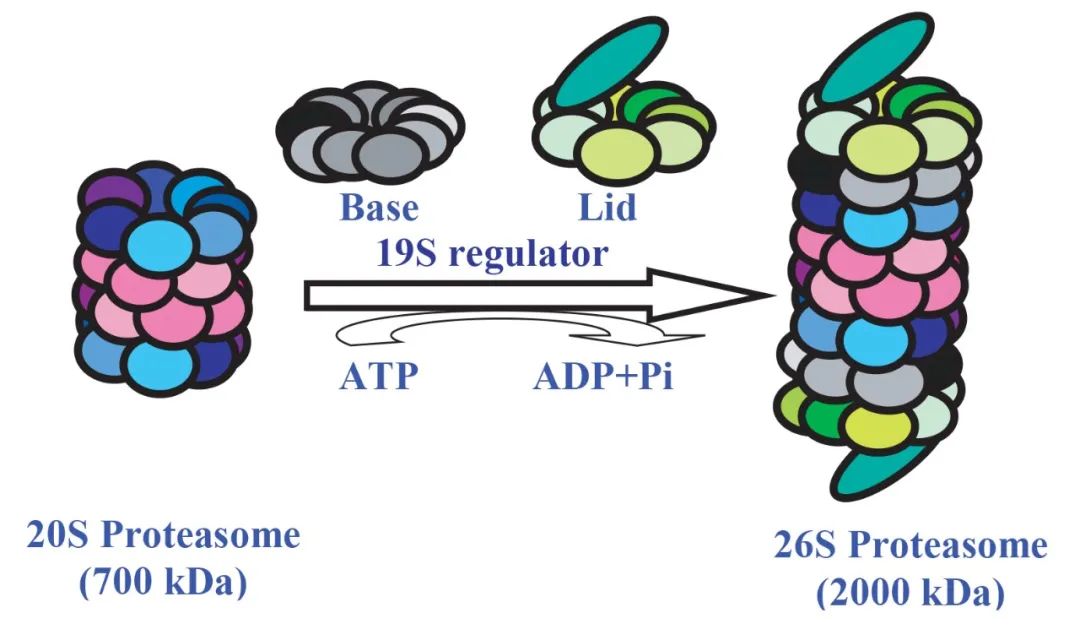 Formation of 26S Proteasome