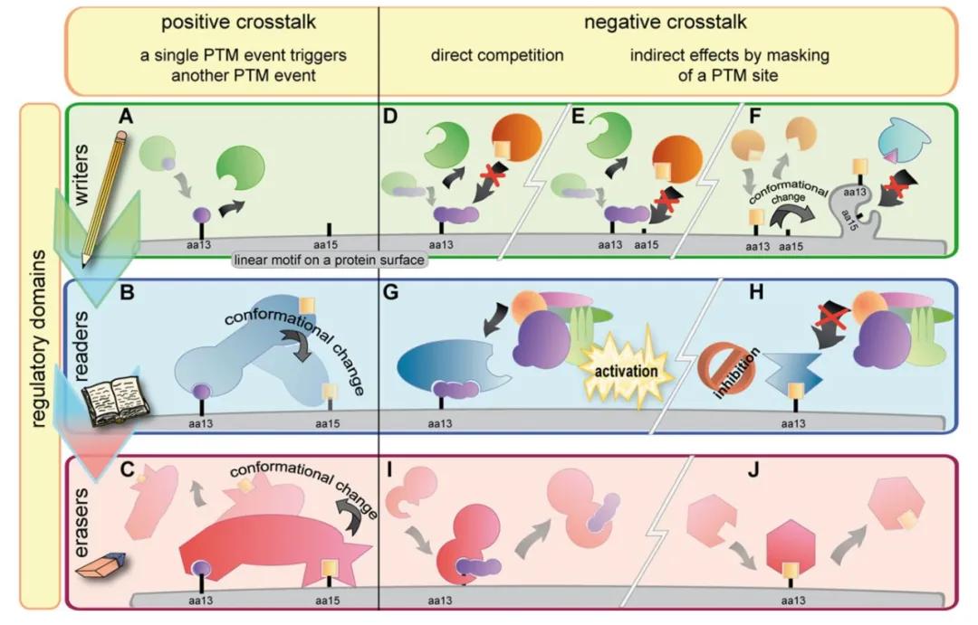 Figure 1 illustrates the classification of PTM crosstalk