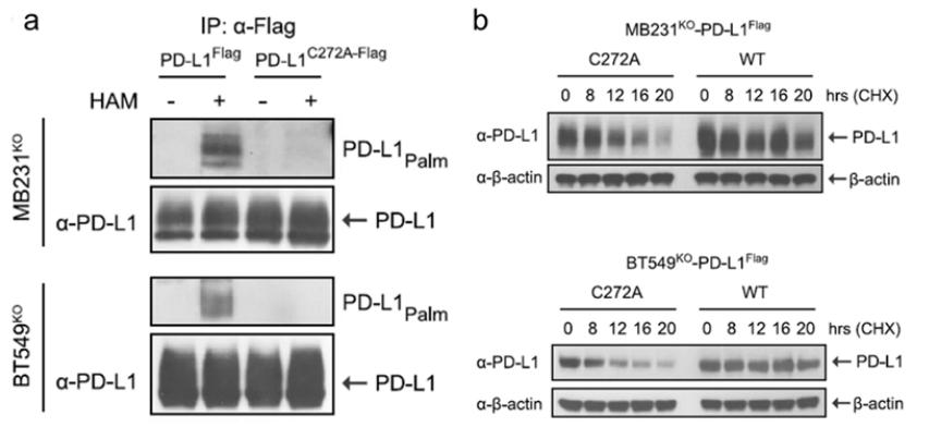 Localization of Cys272 as a palmitoylation site on PD-L1.