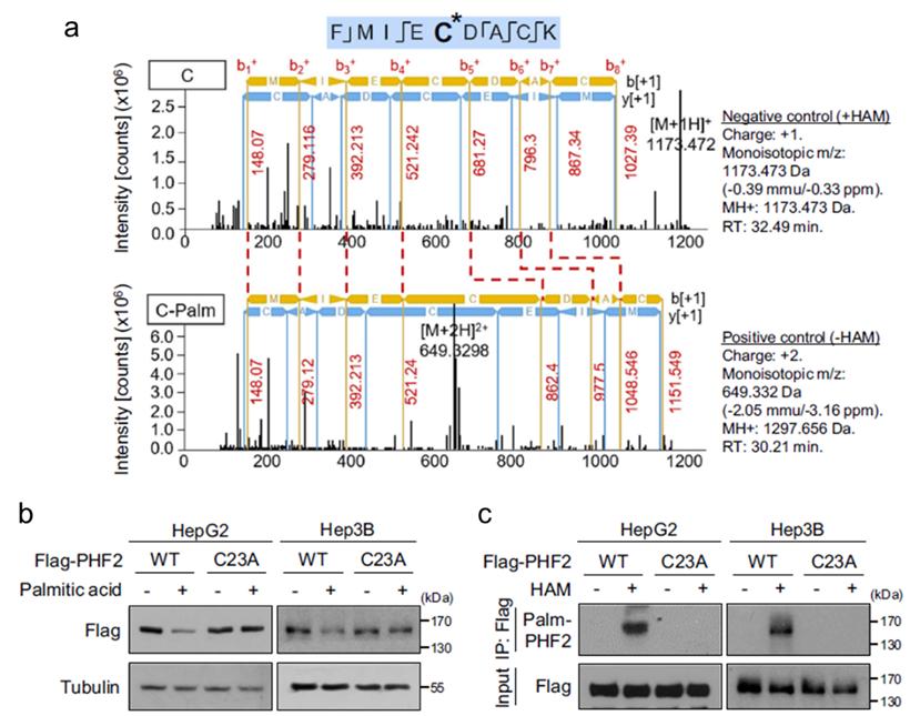 Cys23 identified as a palmitoylation site on PHF2.