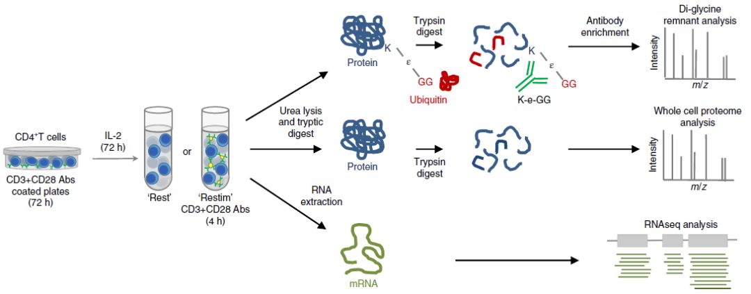 Integrative Proteomics and Transcriptomics Analysis of Ubiquitylation