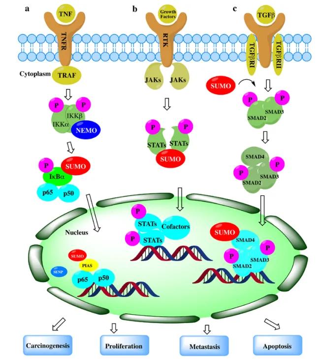 figure 3. SUMOylation's impact on cancer pathways, highlighting key proteins and signaling interactions.