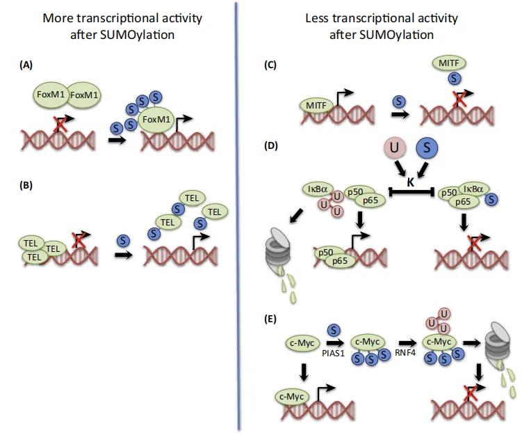 Figure 4. SUMO modification regulating transcription factors, showing acylation effects on gene expression.